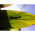 Brownsville: green lizard on a mini palm tree leaf