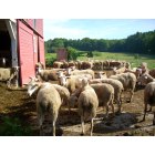 Putney: Vermont Shepherd Farm