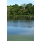 Swepsonville: Algae blooming in a pond in Swepsonville, North Carolina.