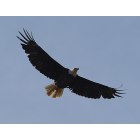 Olney: : bald Eagle