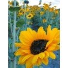 Mount Vernon: : Sunflowers on Old Pioneer Hiway