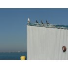 Port Angeles: : Johnathan Livingston Seagull Instructs Pigeons at City Pier