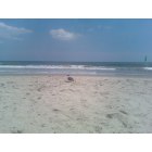 Ocean City: Seagull on the beach in Ocean City, NJ