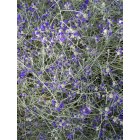 Corrales: Springtime irrigating in Corrales