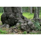 Oyster Creek: Oyster Creek Park - One of the many Old Tree's in the park along the walking trail