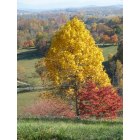 Kingsport: Fall in Kingsport, TN