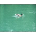Irvington: Duck lounging in Pond of Irvington Park