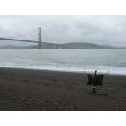 San Francisco: : Under the Golden Gate