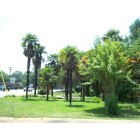 Anderson: : Palm trees in Anderson SC