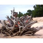 St. Joseph: : big driftwood