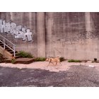 New Orleans: : A lone dog in the deserted lower ninth ward of New Orleans