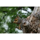 Sherman: Sherman Squirrel Socialite