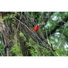 Sherman: Cardinal Beauty