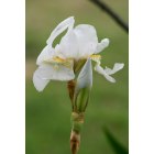 Sherman: White Iris In Bloom