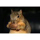 Sherman: : "Peanut" the Friendly Squirrel