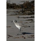 Carpinteria: : Beach bird