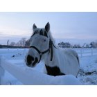 Ridgely: Winter Horse, Ridgely, Maryland