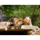 Great Bend: : Lion and mate at Great Bend Zoo