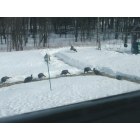 Minot: wild turkeys IN the yard