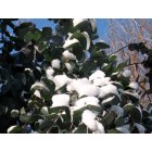 Haw River: Snow on my eucalyptus with the Carolina Blue sky as back ground. Beautuful HR!