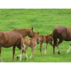 Eldora: Resinger Farms - Horse & Foals Out for a Breath of Fresh Air