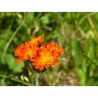 Rexford: Wild flowers on Pinkham Mountain