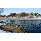 New Philadelphia: Tuscora Park Ducks Wintering Over March 2 2008
