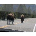 West Yellowstone: Buffalo in Yellowstone