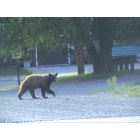 Dolores: bear by the school