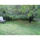 Andover: Napping Young Buck in Back yard