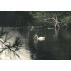 Patchogue: Swan on Great Patchogue Lake (South Side of Lake)