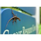 Gainesville: you can found them in every footsteps around UF campus