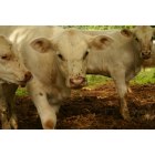 Cleveland: passing by some very friendly cows, must be that southern hospitality