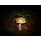 Sparta: : mushroom growing in my backyard in eastland,tennessee