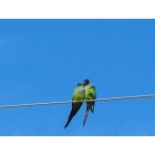 Belleair Beach: I've got a lovely bird