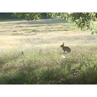 Wynne: Wild Hare in the grass