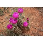 Crowell: Cactus in Bloom