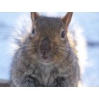 Barnesville: My Buddy Rocky. Loves to visit and get his morning food item. (Corn, Sunflowers)