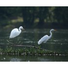 Franklin: : Birds on the Allegheny River in Franklin Pa