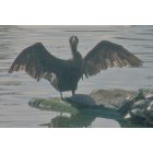 Tallahassee: : A Cormorant on raft at Lake Ella - an unusual bird at Lake Ella