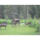 Nikiski: nikiski yard moose