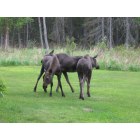 Nikiski: nikiski yard moose