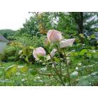Fairmont: Spring flowers