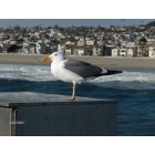 Hermosa Beach: Hermosa Pier - Seagull