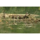 Naselle: Otters in Naselle River