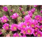 Sun City West: Cactus Flowers