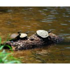 Fairfield: I took this picture at Fairfield City Park of three Red Ear Slider