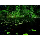 Florence: lily pads on techinitch lake