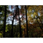 Luzerne: sun through trees on the hiking trail