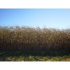South Bend: Corn grows all over South Bend/Michiana. This field is near the fairgrounds.